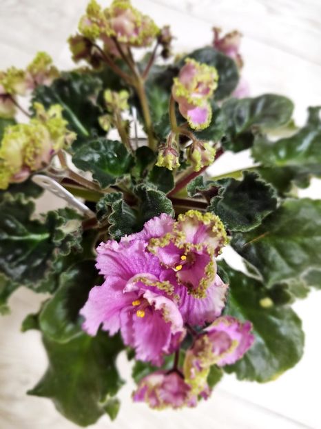 IMG-20240125-WA0012 - Violete 2024