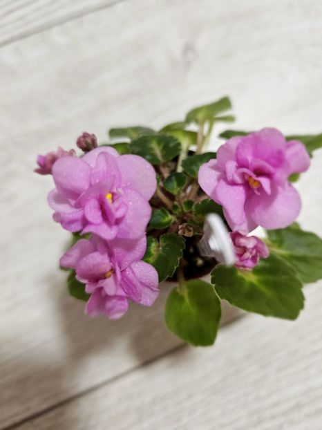 IMG-20240125-WA0013 - Violete 2024