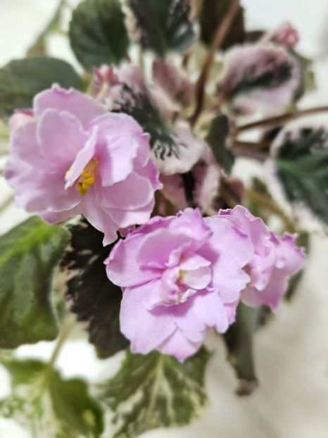 IMG-20240125-WA0006 - Violete 2024