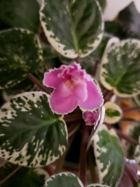 IMG-20240125-WA0008 - Violete 2024