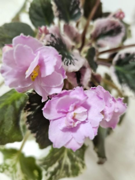 IMG-20240125-WA0007 - Violete 2024