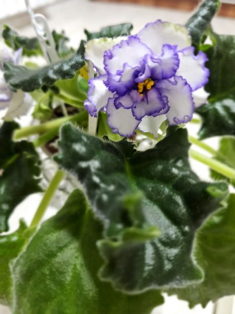 IMG-20240125-WA0004 - Violete 2024