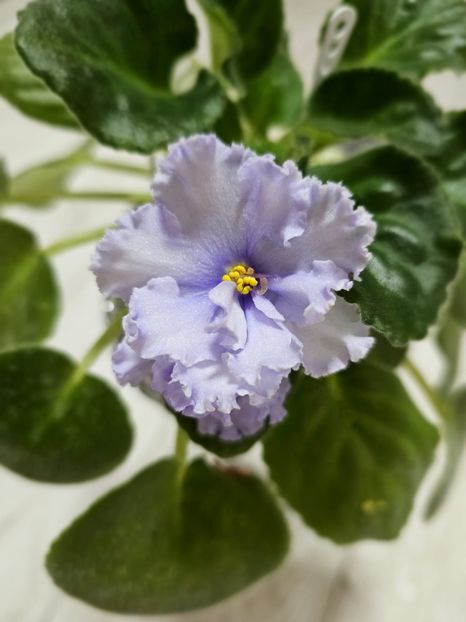 IMG-20240125-WA0002 - Violete 2024