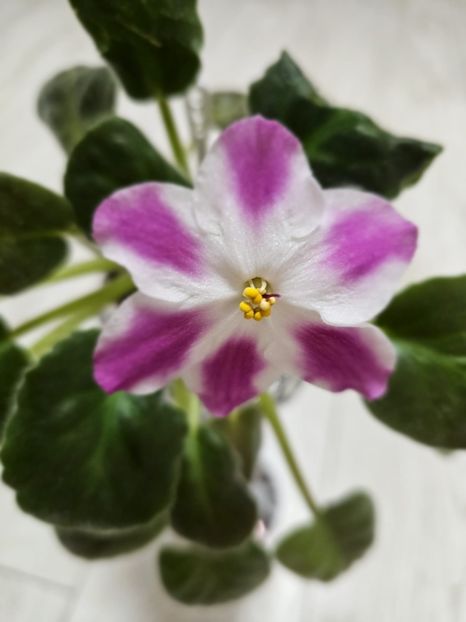 IMG-20240125-WA0003 - Violete 2024