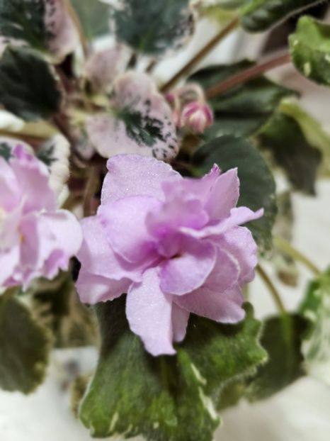 IMG-20240125-WA0001 - Violete 2024