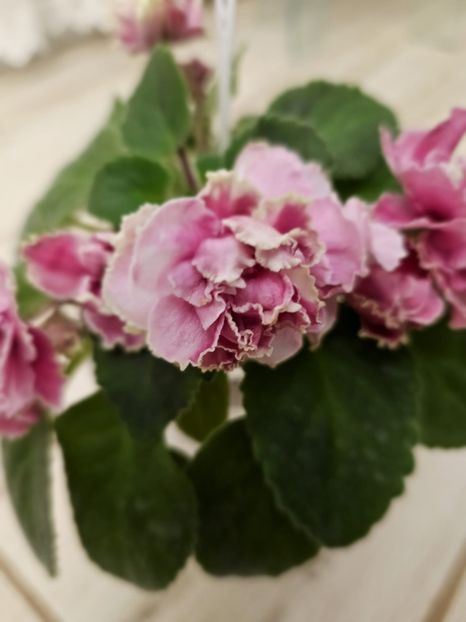 IMG-20231108-WA0007 - Violete 2024