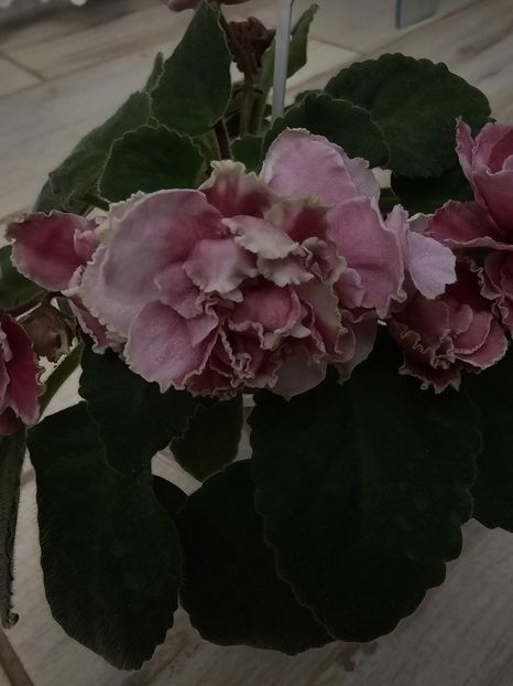 IMG-20231108-WA0006 - Violete 2024