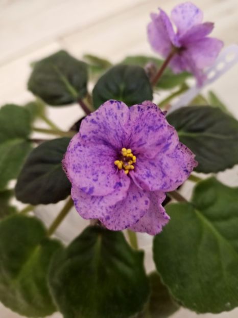 IMG-20231108-WA0005 - Violete 2024