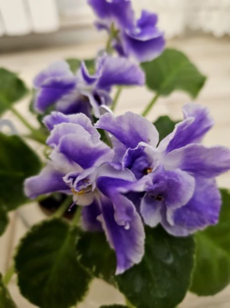 IMG-20231108-WA0004 - Violete 2024