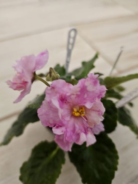 IMG-20231108-WA0001 - Violete 2024