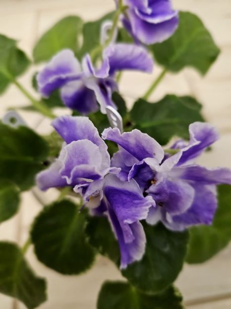 IMG-20231108-WA0000 - Violete 2024