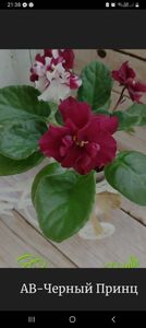 Screenshot_20230915_213838_Samsung Internet - Violete 2024