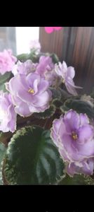 Screenshot_20230914_053653_Gallery - Violete 2024