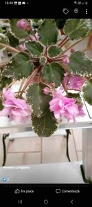 received_214324021626612 - Violete 2024