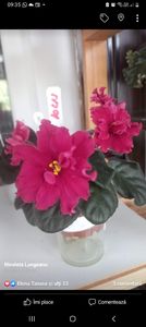 Screenshot_20230914_093518_Facebook - Violete 2024