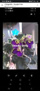 Screenshot_20230912_094443_Messenger - Violete 2024