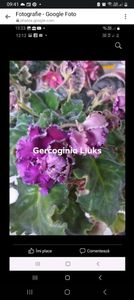 Screenshot_20230912_094140_Messenger - Violete 2024