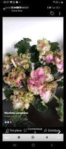 Screenshot_20230607_203755_Messenger - Violete 2024