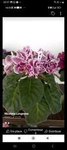 Screenshot_20230607_203749_Messenger - Violete 2024