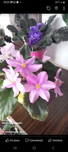 Screenshot_20230607_202952_Facebook - Violete 2024