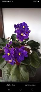 Screenshot_20230607_202903_Facebook - Violete 2024