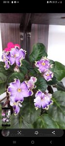 Screenshot_20230420_001825_Facebook - Violete 2024