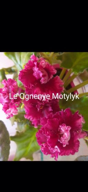 Screenshot_20230312_202441_Messenger_resized - Violete 2024