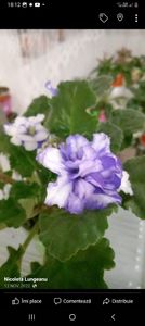 Screenshot_20230312_181219_Facebook - Violete 2024