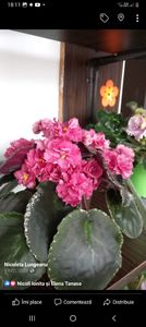 Screenshot_20230312_181139_Facebook - Violete 2024