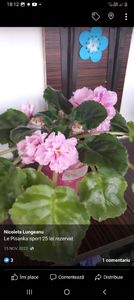 Screenshot_20230312_181205_Facebook - Violete 2024