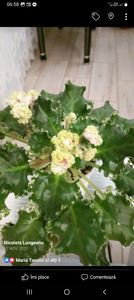 Screenshot_20230306_065846_Facebook - Violete 2024