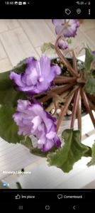 Screenshot_20230306_184809_Facebook - Violete 2024