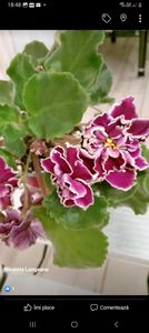 Screenshot_20230306_184846_Facebook - Violete 2024