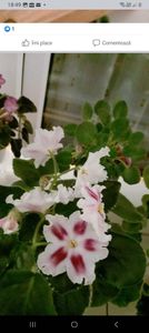 Screenshot_20230306_184919_Facebook - Violete 2024