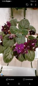 Screenshot_20230306_184838_Facebook - Violete 2024