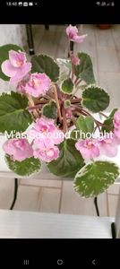 Screenshot_20230306_184804_Facebook - Violete 2024