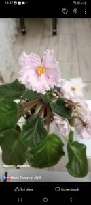 Screenshot_20230306_184754_Facebook - Violete 2024