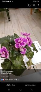 Screenshot_20230306_184729_Facebook - Violete 2024