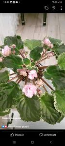 Screenshot_20230306_184740_Facebook - Violete 2024