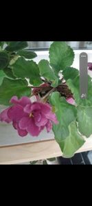 Screenshot_20230306_142854_Gallery - Violete 2024