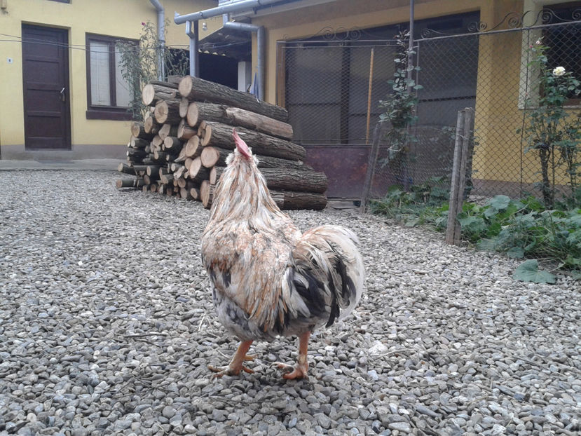 REFORMĂ Cocoș Rezervă Matcă SERIA III 2021 în Decembrie 2023 — [AMINTIRE] - REFORMĂ Cocoș Rezervă Matcă SERIA III 2021 în 17 Decembrie 2023 - AMINTIRE