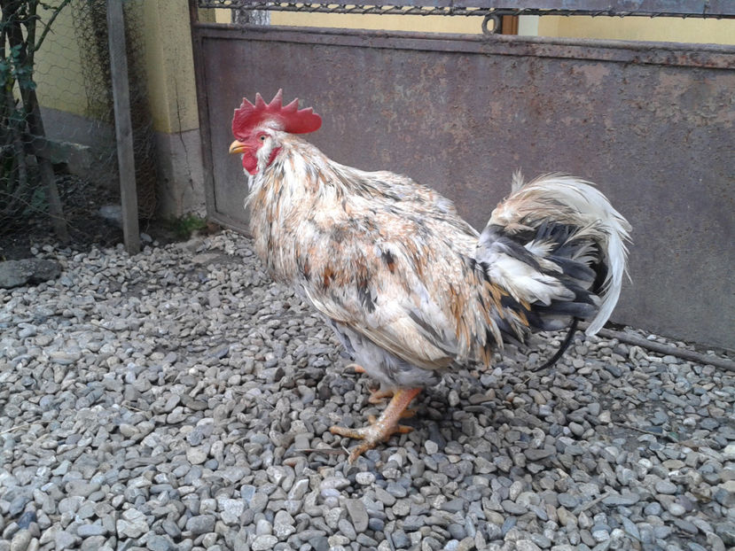 REFORMĂ Cocoș Rezervă Matcă SERIA III 2021 în Decembrie 2023 — [AMINTIRE] - REFORMĂ Cocoș Rezervă Matcă SERIA III 2021 în 17 Decembrie 2023 - AMINTIRE