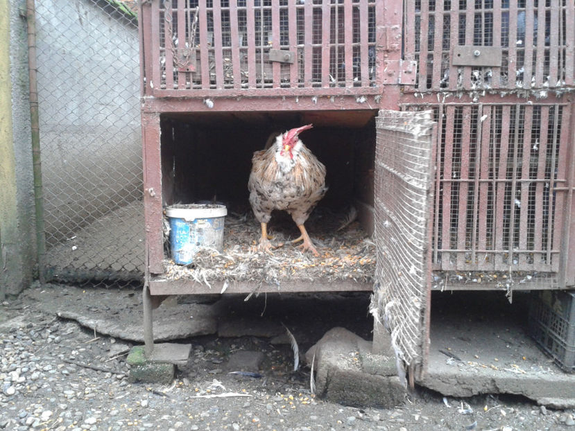  - REFORMĂ Cocoș Rezervă Matcă SERIA III 2021 în 17 Decembrie 2023 - AMINTIRE