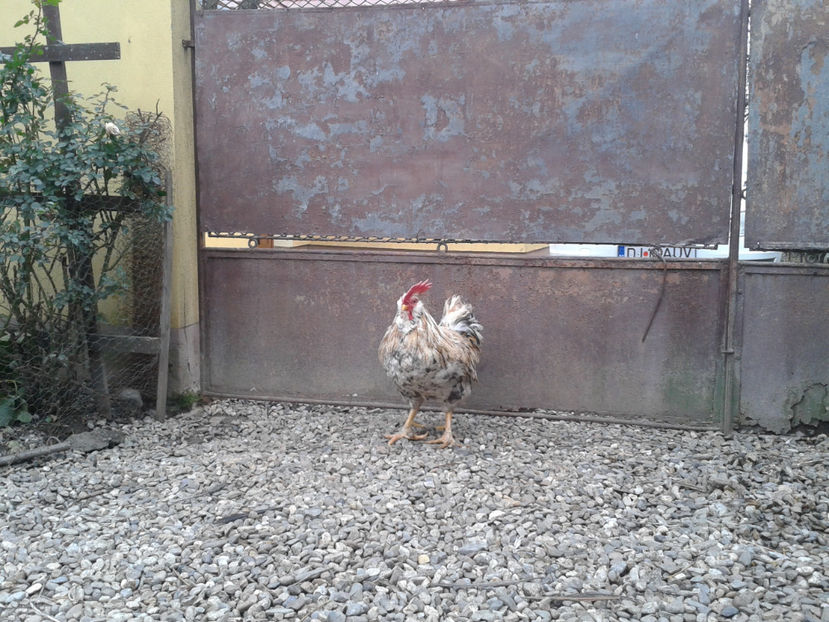  - REFORMĂ Cocoș Rezervă Matcă SERIA III 2021 în 17 Decembrie 2023 - AMINTIRE