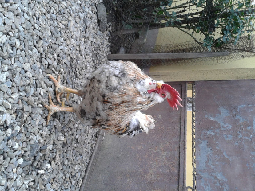  - REFORMĂ Cocoș Rezervă Matcă SERIA III 2021 în 17 Decembrie 2023 - AMINTIRE