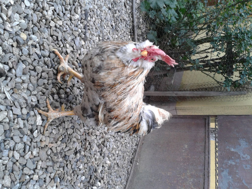  - REFORMĂ Cocoș Rezervă Matcă SERIA III 2021 în 17 Decembrie 2023 - AMINTIRE