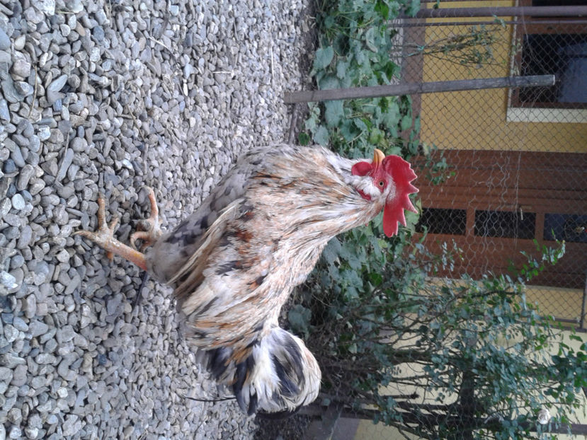  - REFORMĂ Cocoș Rezervă Matcă SERIA III 2021 în 17 Decembrie 2023 - AMINTIRE