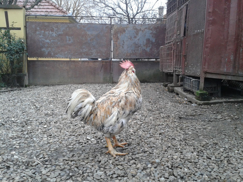  - REFORMĂ Cocoș Rezervă Matcă SERIA III 2021 în 17 Decembrie 2023 - AMINTIRE