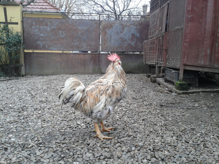  - REFORMĂ Cocoș Rezervă Matcă SERIA III 2021 în 17 Decembrie 2023 - AMINTIRE