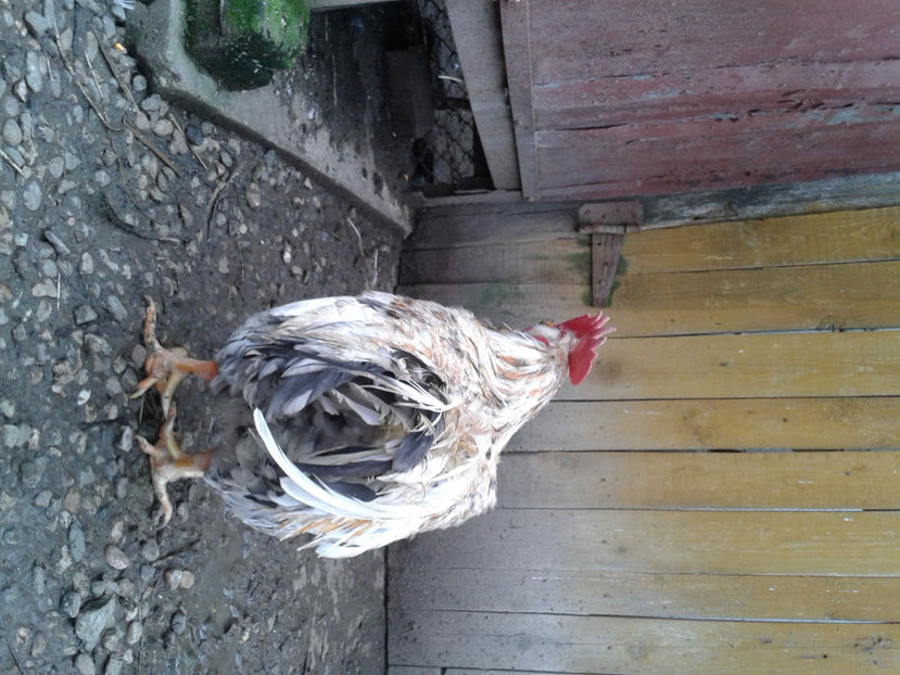  - REFORMĂ Cocoș Rezervă Matcă SERIA III 2021 în 17 Decembrie 2023 - AMINTIRE